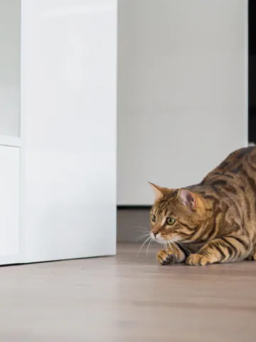 Why Do Cats Run Sideways? (Find Out Now!)