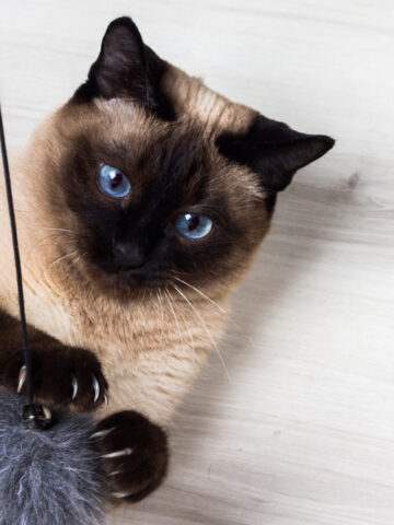 Why Do Cats Like Rubber Bands? (Find Out Now!)