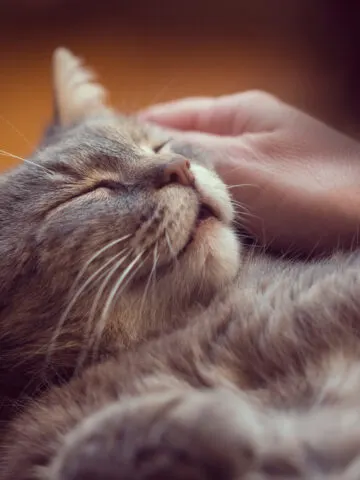 Why Do Cats Close Their Eyes When You Pet Them? (Find Out Now!)