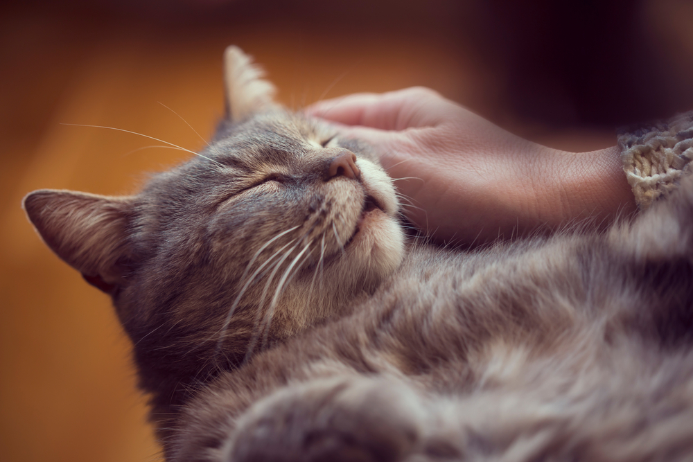Why do cats close their eyes when you pet them