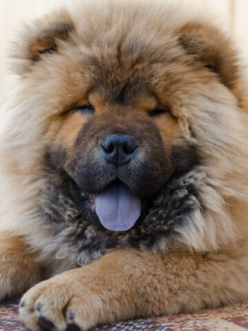 Do Chow Chows Shed? (Yes, And Here Is Why!)