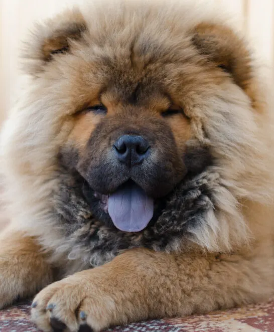 Do Chow Chows Shed?