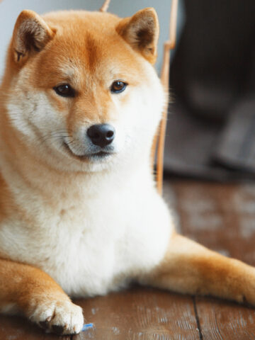 Do Shiba Inus Shed? (Yes, And Here Is Why!)