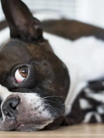 Do Boston Terriers Shed? (Yes, And Here Is Why!)