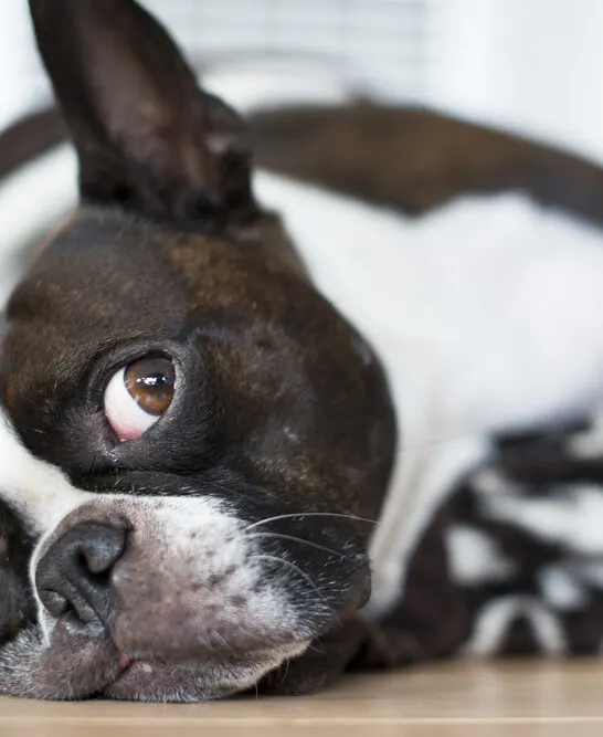Do Boston Terriers Shed?