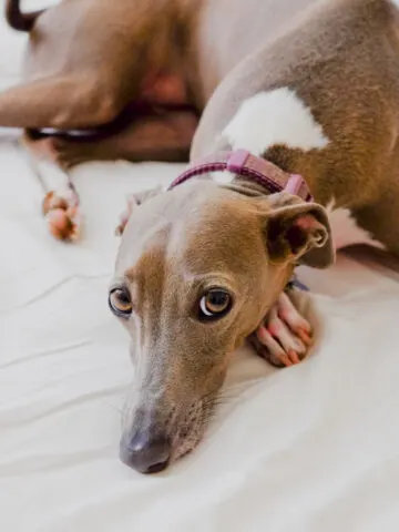 Are Italian Greyhounds Hypoallergenic? (Find Out Now!)