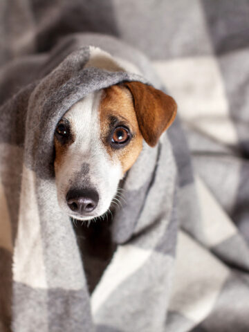 Why Do Dogs Nibble On Blankets? (Find Out Now!)