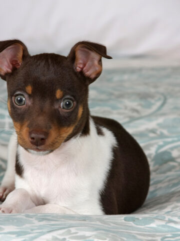 Are Rat Terriers Hypoallergenic? (Find Out Now!)