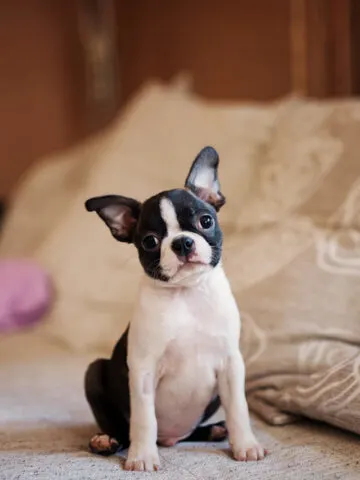 Are Boston Terriers Hypoallergenic? (Find Out Now!)