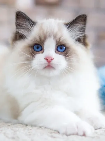Are Ragdolls Hypoallergenic? (Find Out Now!)