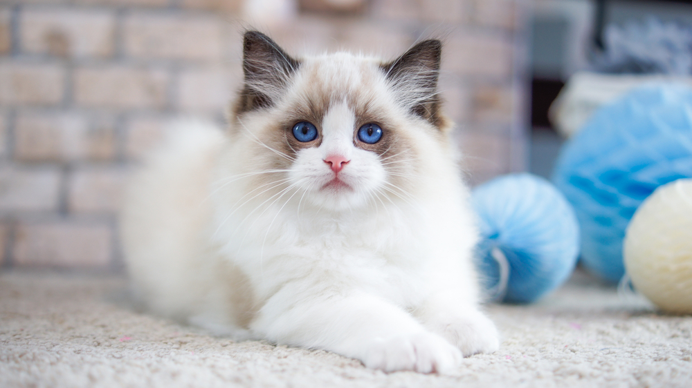 Are Ragdolls Hypoallergenic? (Find Out Now!)