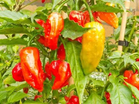 ghost-peppers