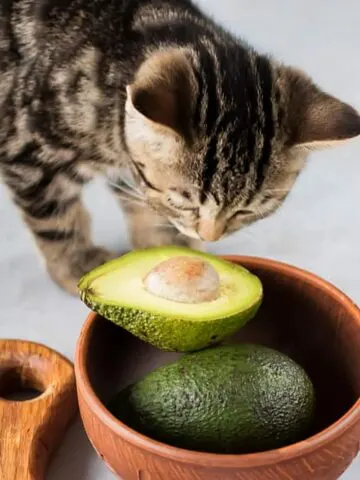 Can Cats Eat Avocados? Let’s Ask The Vet!