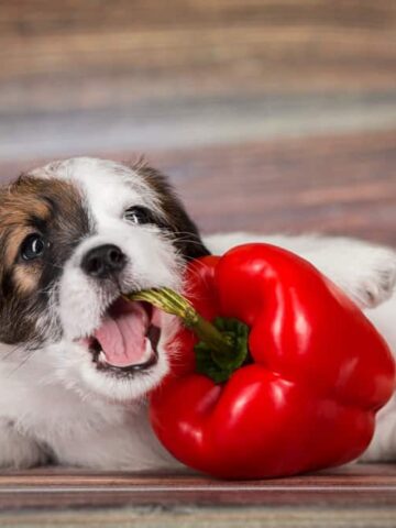 Can Dogs Eat Peppers? (See What The Vet Says!)