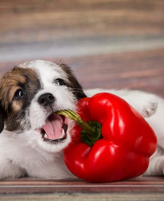 can dogs eat peppers