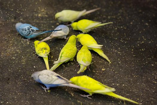 flock-of-parakeets