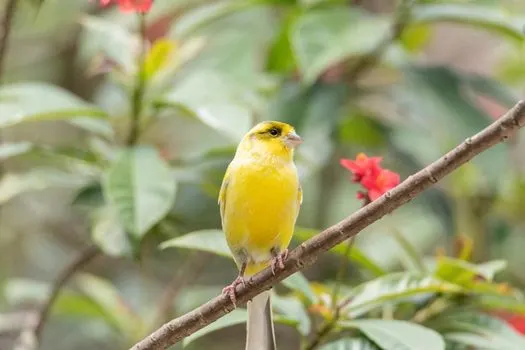 beautiful-canary