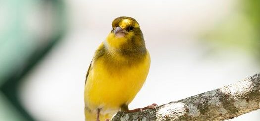 canary-bird