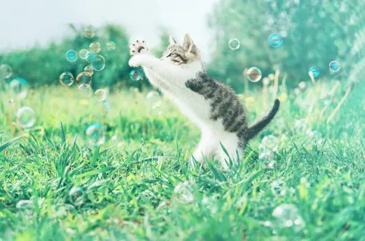 cat-and-soap-bubbles