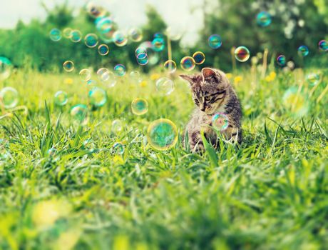 cat-with-bubbles