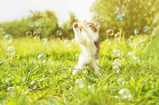 cat-and-bubbles