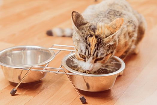 cat-food-bowl