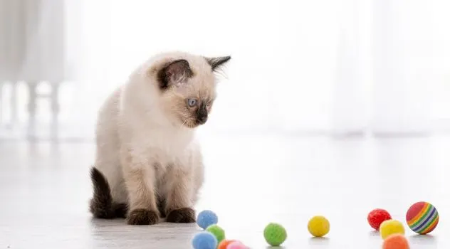 cat-balls
