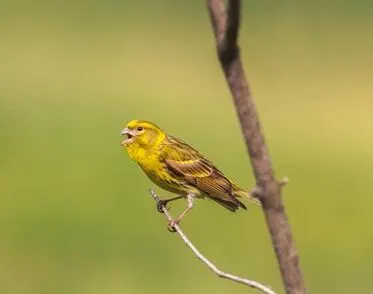 pet-canary-singing