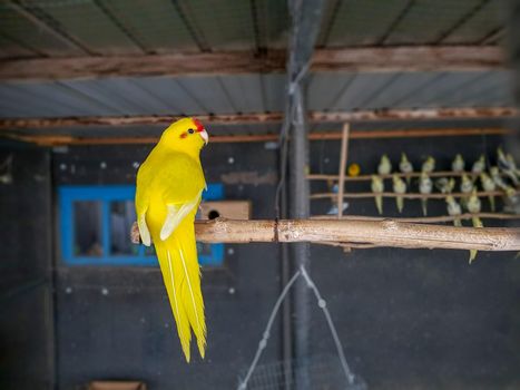 parakeet-bird