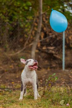 dog-with-balloon