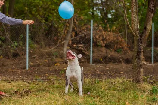 dog-playing-with-balloon