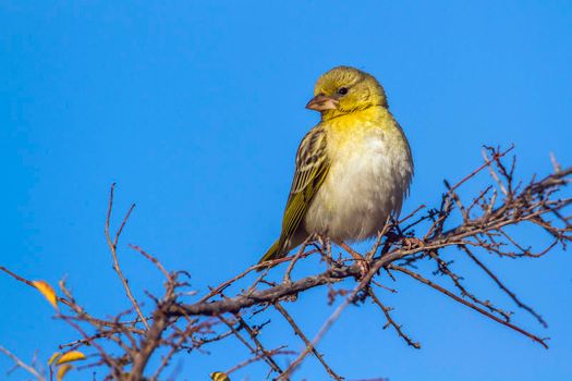 canary-bird-on-tree