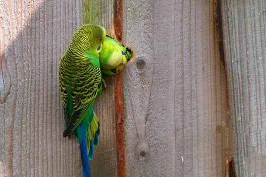 kissing-parakeets