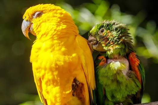 feeding-parakeets