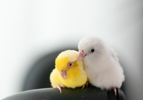 parakeet-affection