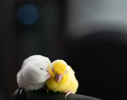 parakeets-kissing