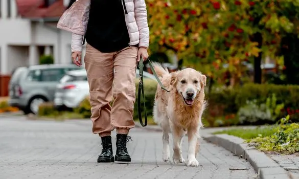 dog-on-walk