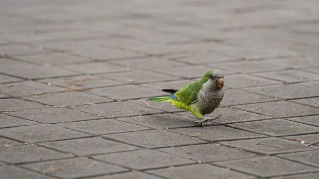 parakeet-on-footpath