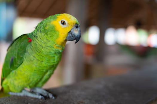 male-parrot