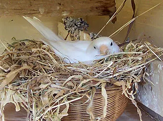 Canary_nesting