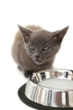 grey-cat-bowl