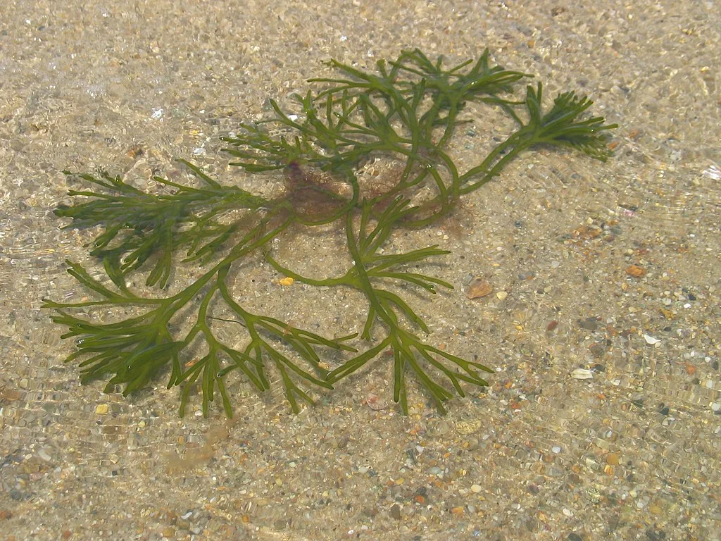 Codiumfragile-seaweed