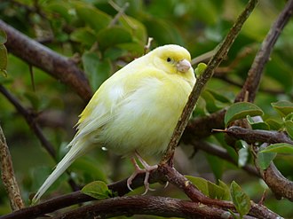 Yellow-Canary