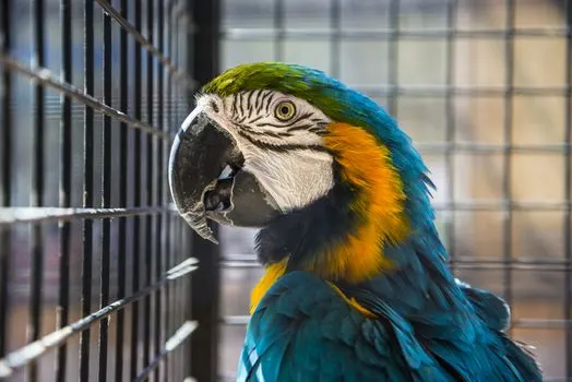 parrot-in-cage