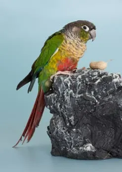 conure-eating