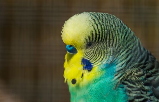 sick-parakeet