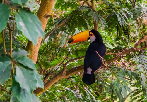 toucan-on-tree