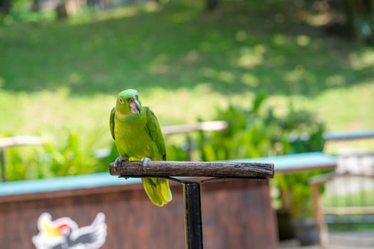 parrot-bird