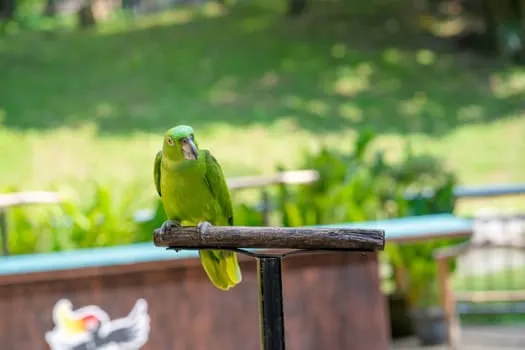 parrot-in-garden