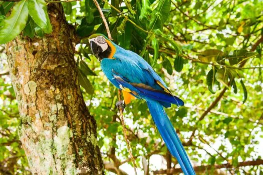 colourful-parrot